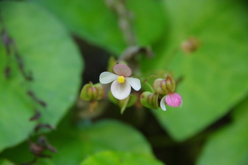 Begonia fenicis iNat (2)