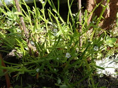 Plagiobothrys stipitatus