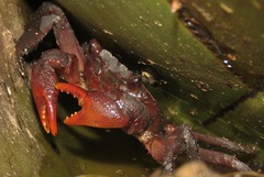 Metopaulias depressus