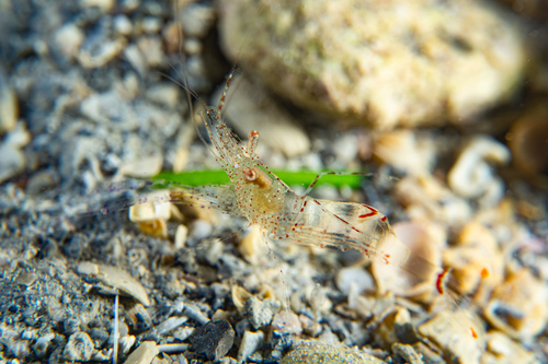 Representative image of Periclimenes scriptus