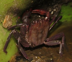 Metopaulias depressus