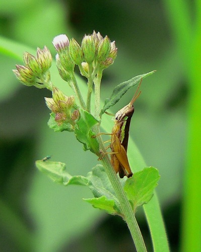 Spathosternum pygmaeum
