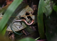 Barbour's Ground Skink photo 2