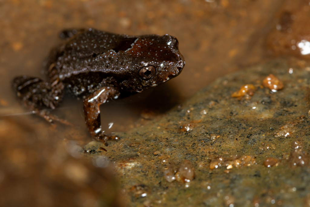 Paratelmatobius mantiqueira