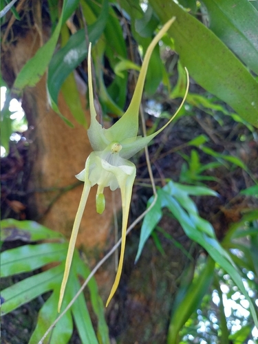 Aeranthes grandiflora Lindl. 2