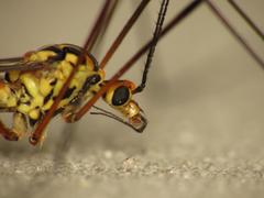 Nephrotoma submaculosa