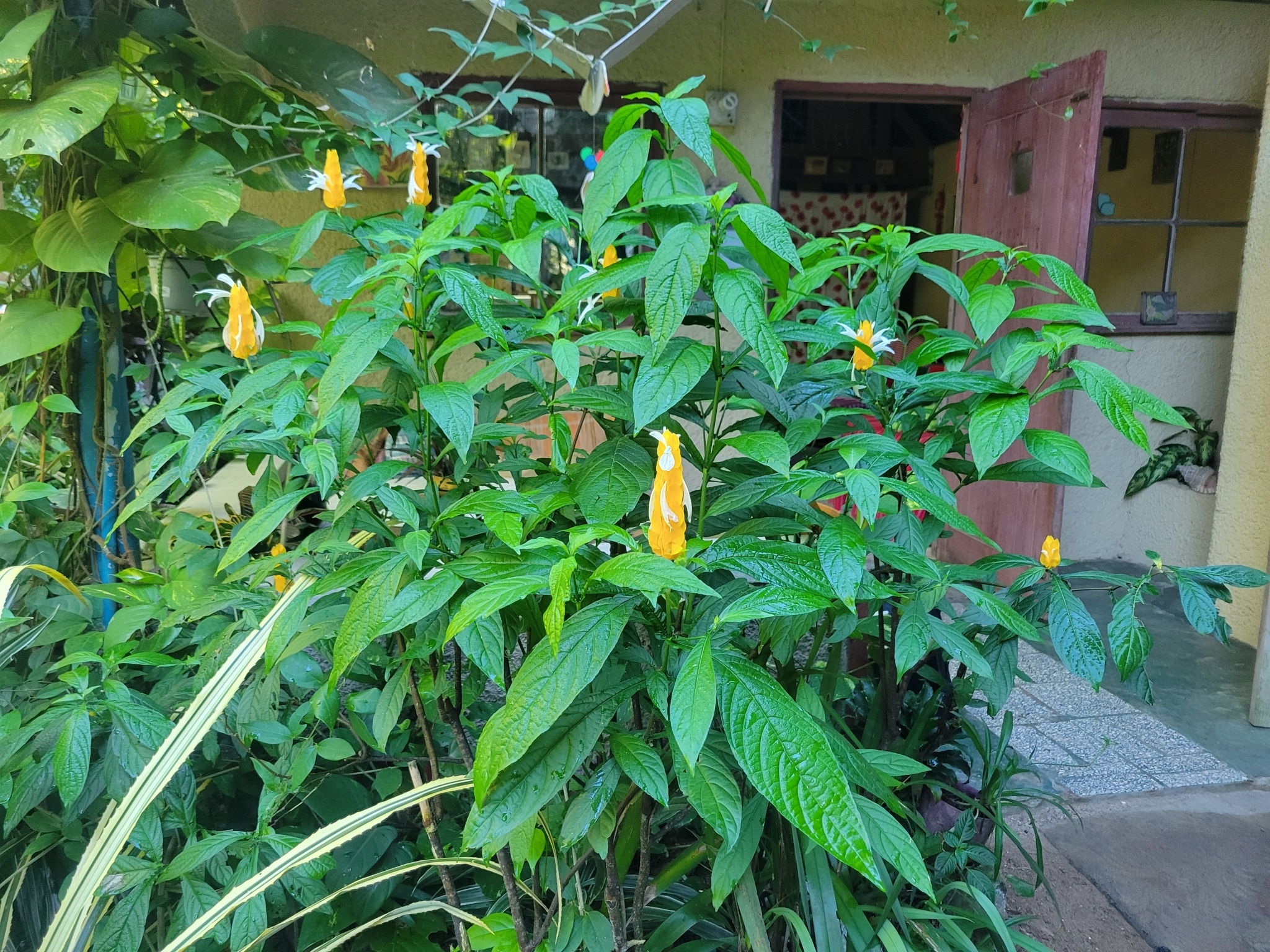 Imagem de Língua-de-sogra