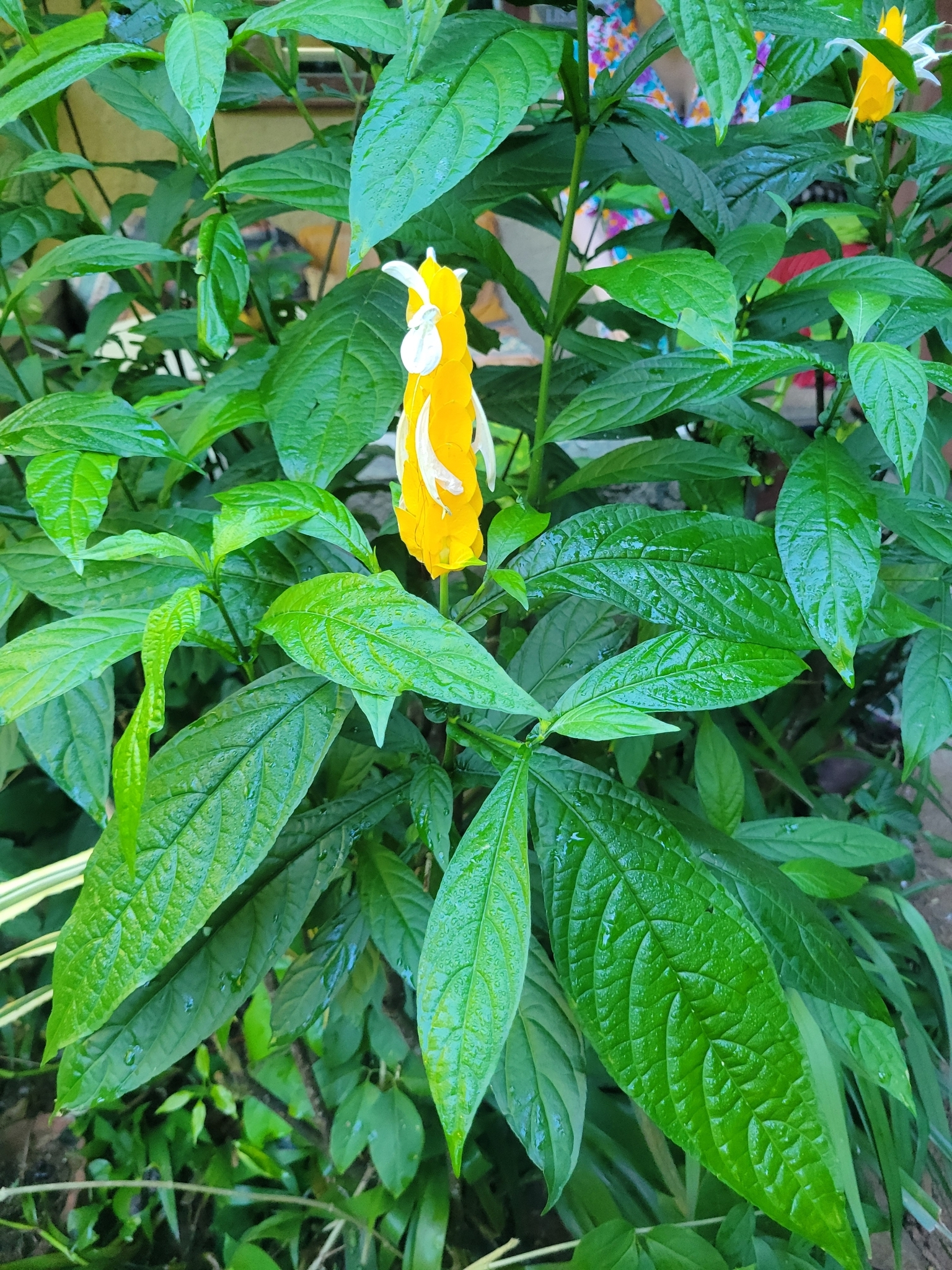 Imagem de Língua-de-sogra