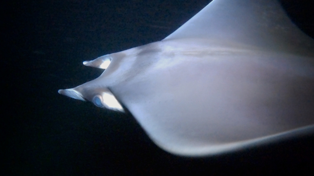 Munk's Pygmy Devil Ray
