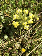 Castilleja campestris