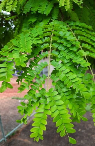 Foto de Sibipiruna