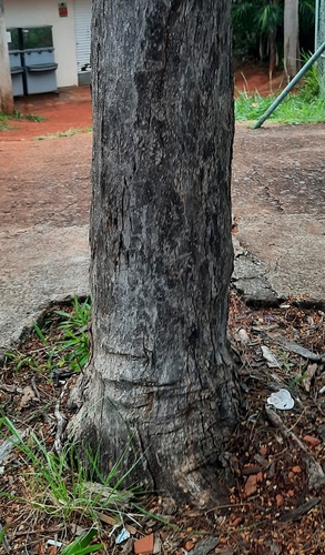Foto de Sibipiruna