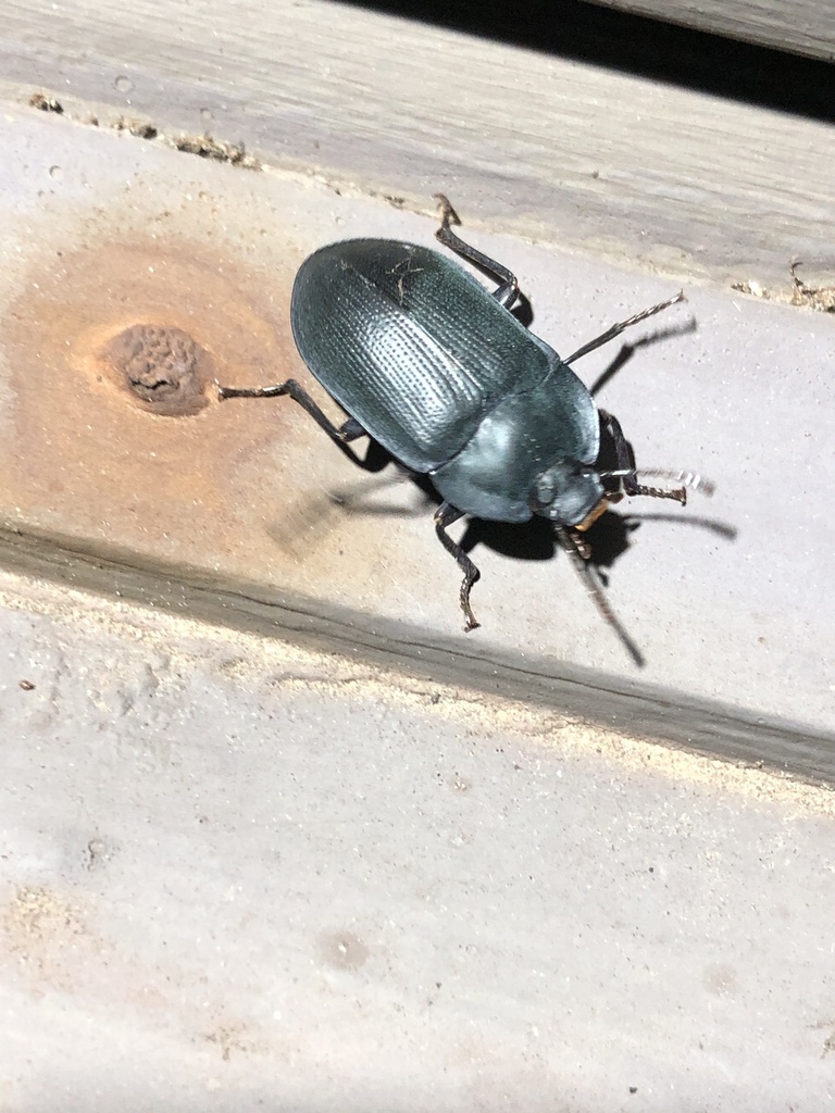blue piedish beetles from Vale St, Skye, SA, AU on January 24, 2024 at