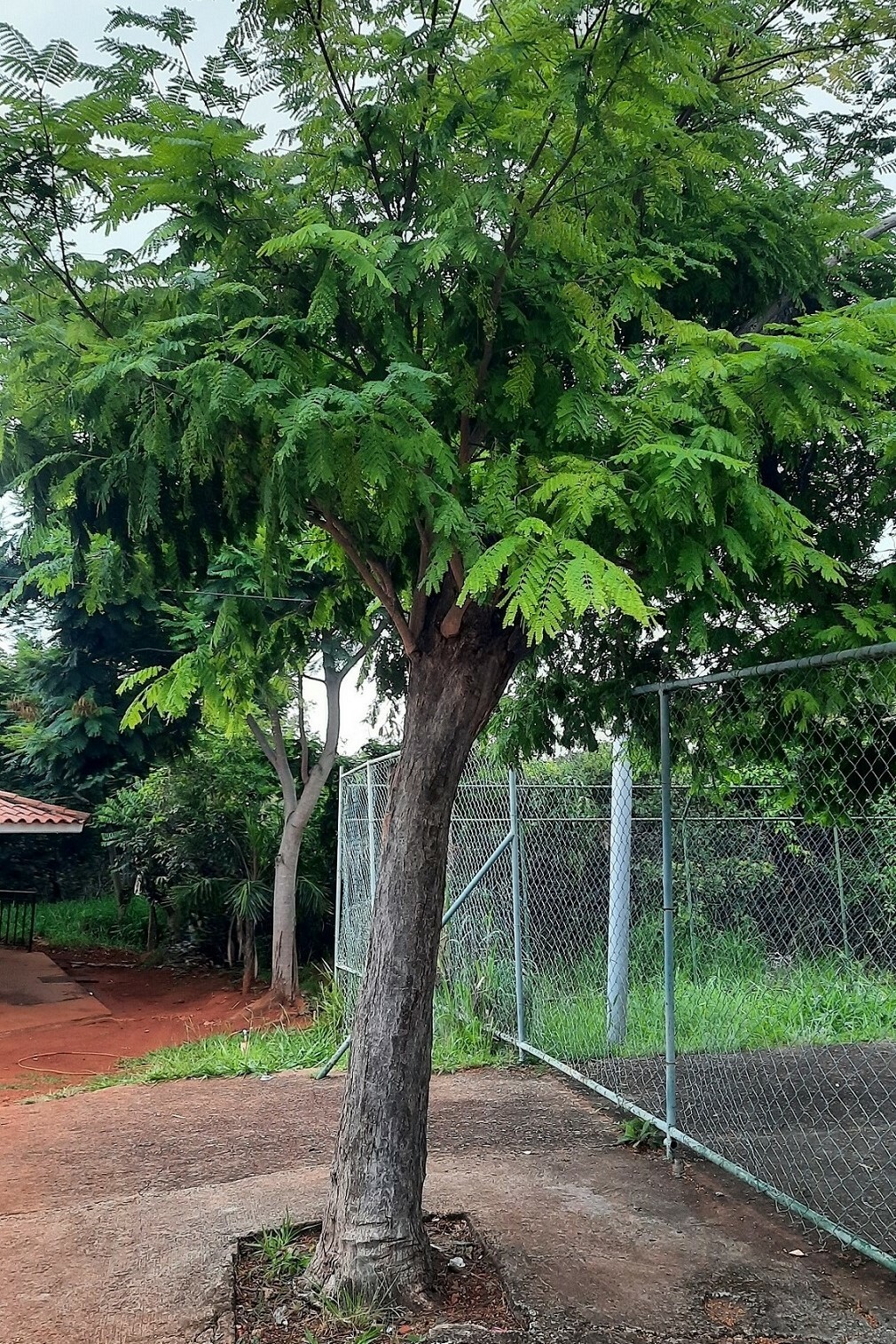 Imagem de Sibipiruna