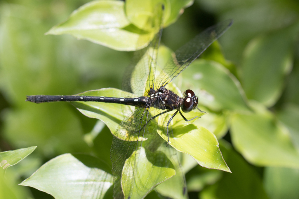 Macrothemis marmorata