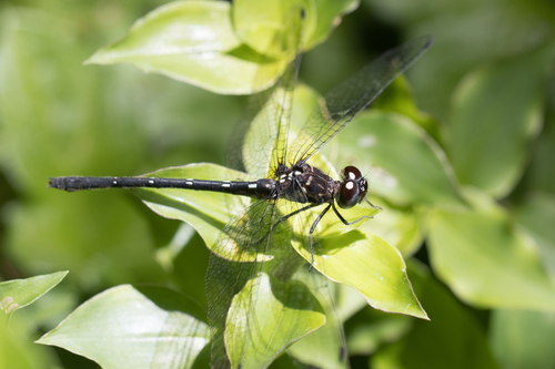 Macrothemis marmorata