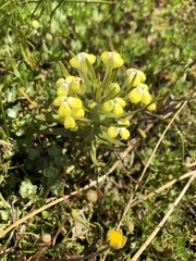 Castilleja campestris