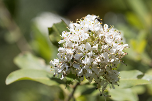 Image of Escallonia bifida by no rights reserved