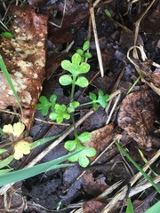 Nemophila parviflora