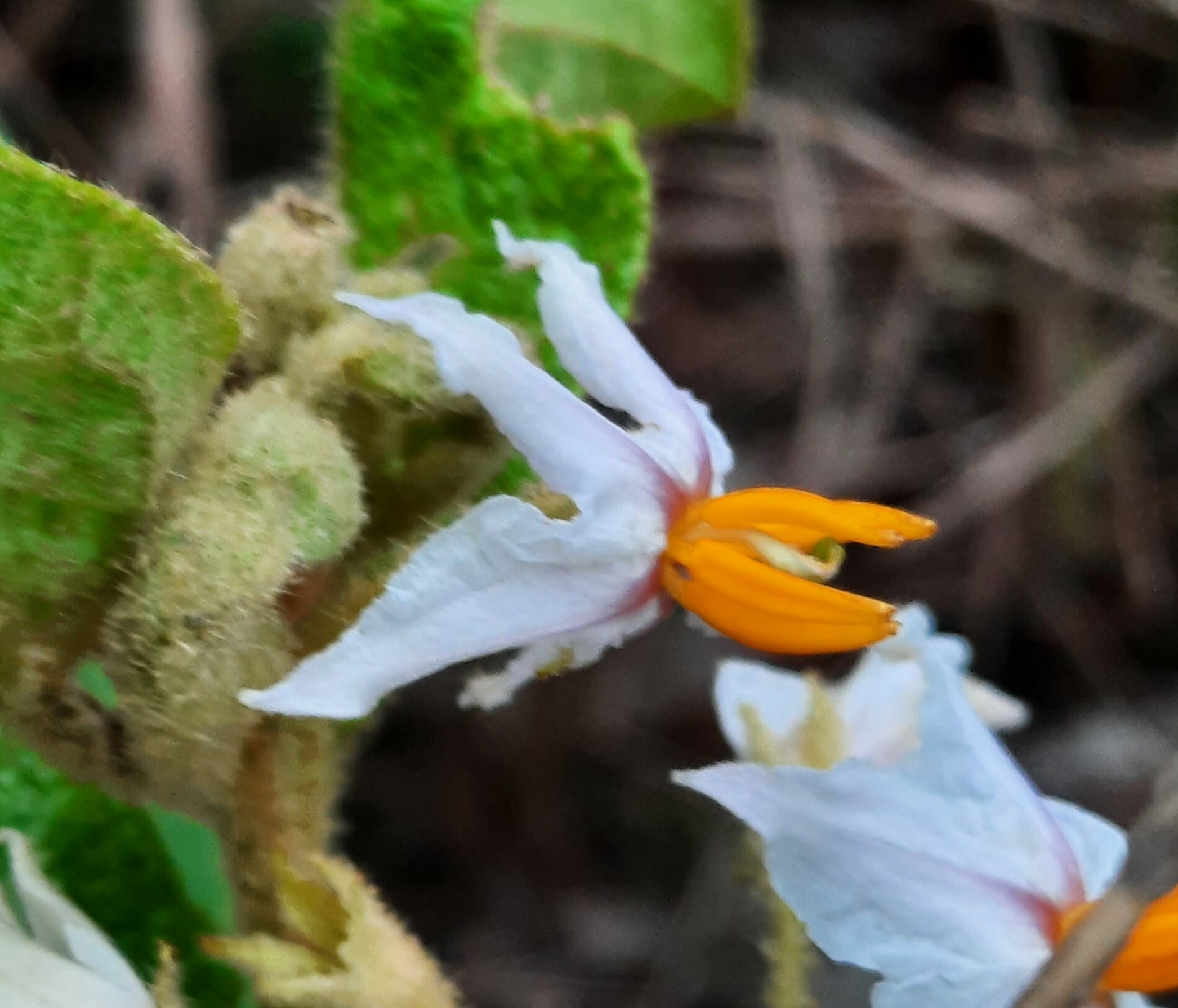 Imagem de Solanum subumbellatum