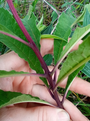 Foto de Cambuíra