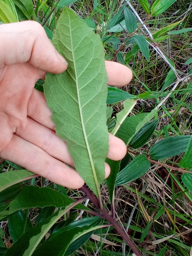 Foto de Cambuíra