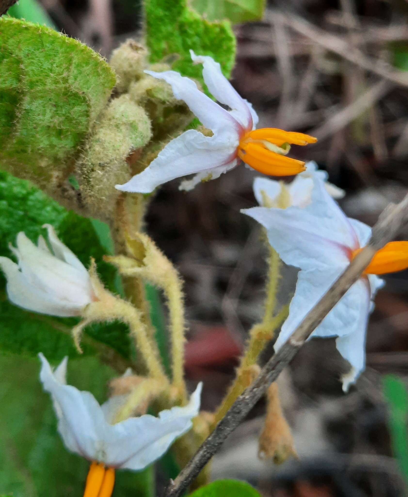 Imagem de Solanum subumbellatum