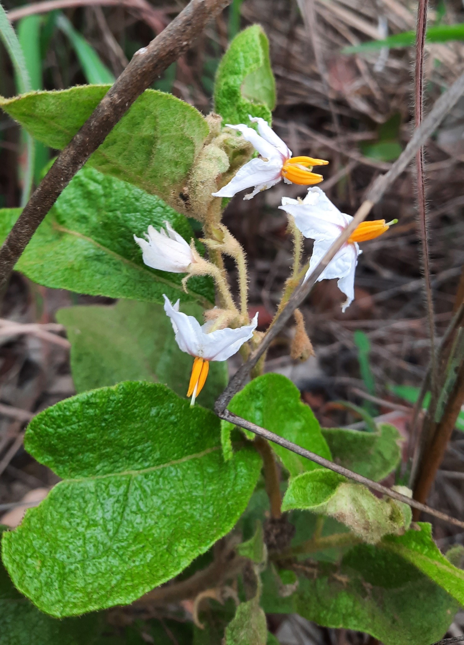 Imagem de Solanum subumbellatum