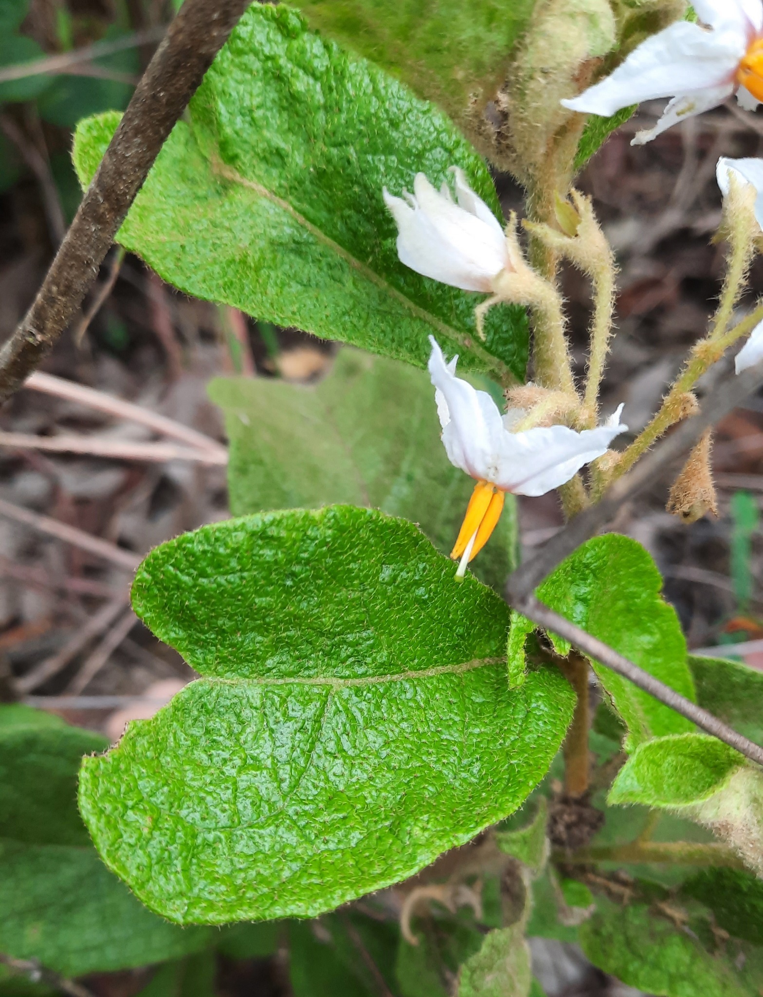 Imagem de Solanum subumbellatum