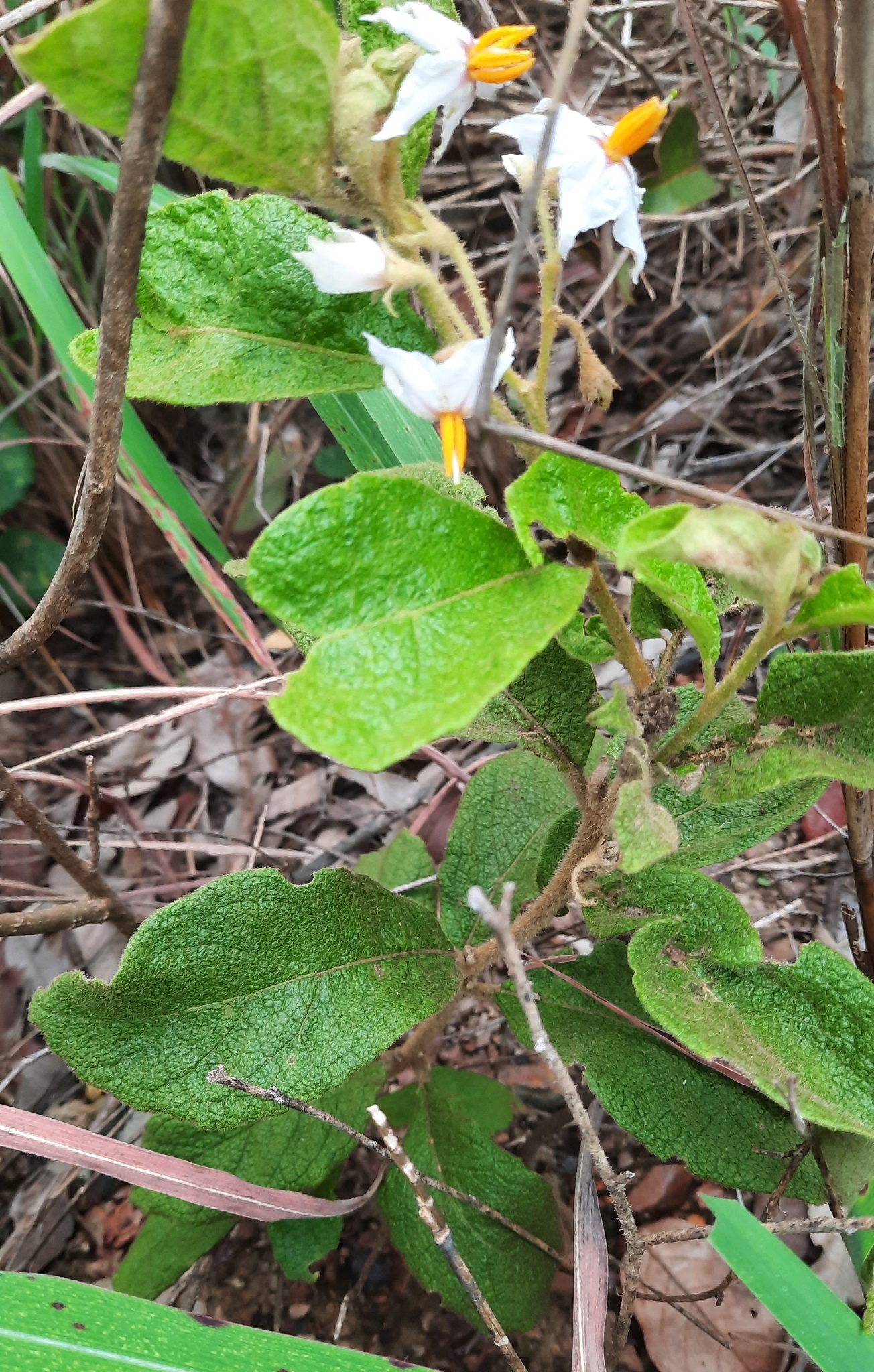 Imagem de Solanum subumbellatum