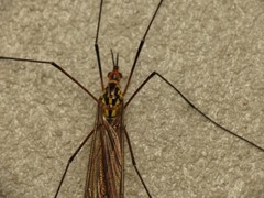 Nephrotoma submaculosa