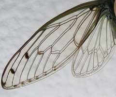 Uhleroides hispaniolae