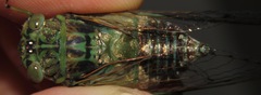Uhleroides hispaniolae