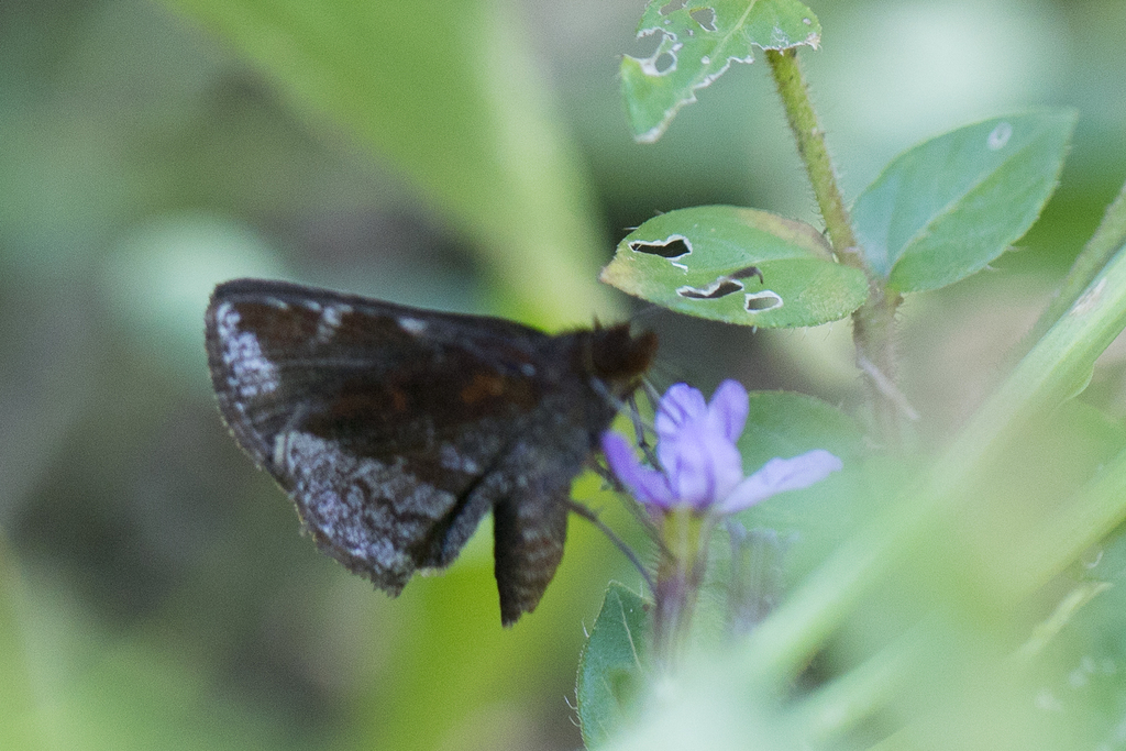 Ginungagapus ranesus