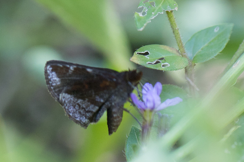 Ginungagapus ranesus