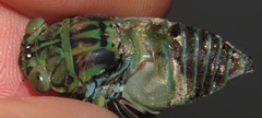 Uhleroides hispaniolae