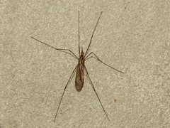 Nephrotoma submaculosa