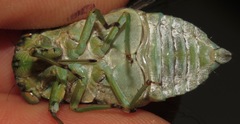 Uhleroides hispaniolae