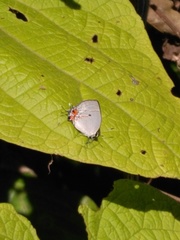Iaspis andersoni