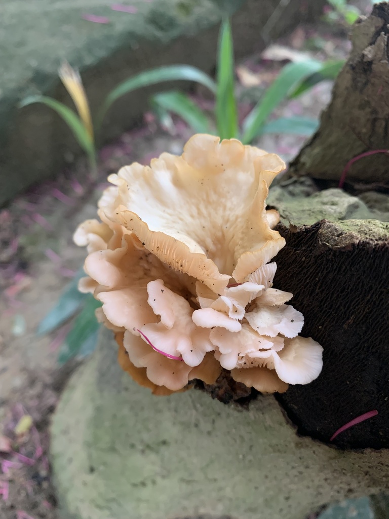Pleurotus djamor · January 2024 · photo: © gabrieljovencio (iNaturalist, cc-by)