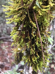 Cryphaea glomerata