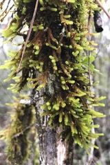 Cryphaea glomerata