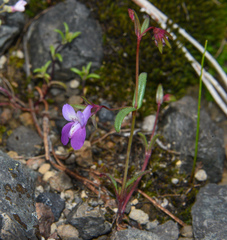 Collinsia sparsiflora