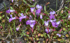 Collinsia sparsiflora