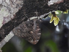 Opsiphanes tamarindi tamarindi