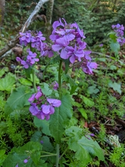 Lunaria annua