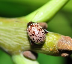 Blepharida maculicollis