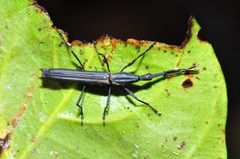 Achrionota concolor