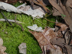 Trigrammia quadrinotaria