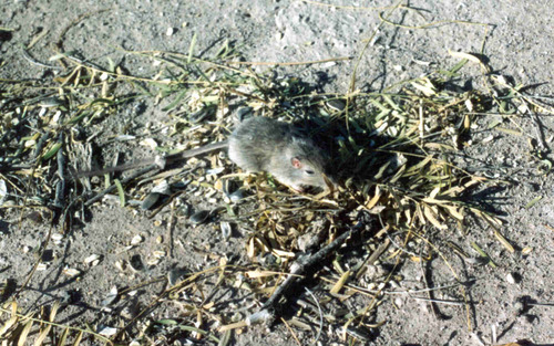 Chihuahuan Desert Pocket Mouse